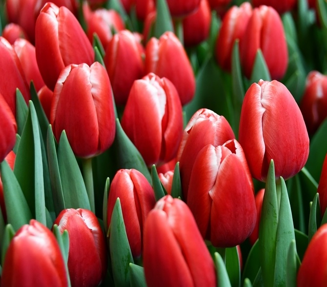 223681_Triumph-Tulpen Kung Fu_1 Mehrere rote Tulpen in Nahaufnahme mit grünen Blättern, enge Bepflanzung und frische Knospen