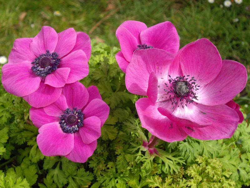Anemonen coronaria Sylphide mit strahlend pink-violetten Blüten, schwarzen Fruchtblättern und dunkelgrünem Laub im Garten