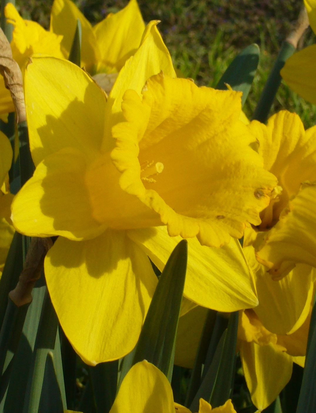 Leuchtend gelbe Narzisse in voller Blüte Nahaufnahme von leuchtend gelben Narzissen mit grünen Blättern