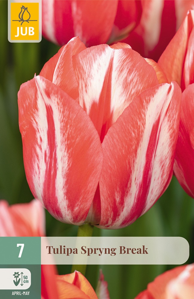 Darwin-Hybrid Tulpen Spring Break