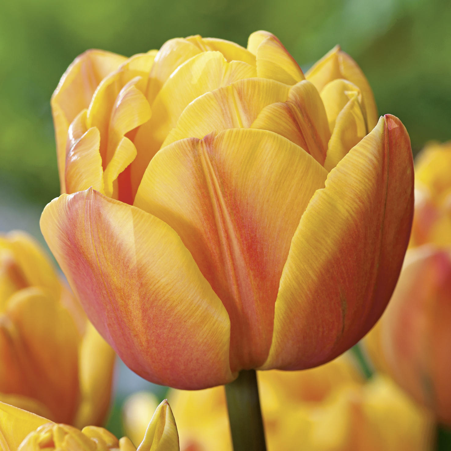 222321_Gef. frühe Tulpen Freeman FM Nahaufnahme einer orange-gelben Tulpe mit weichem grünem Hintergrund