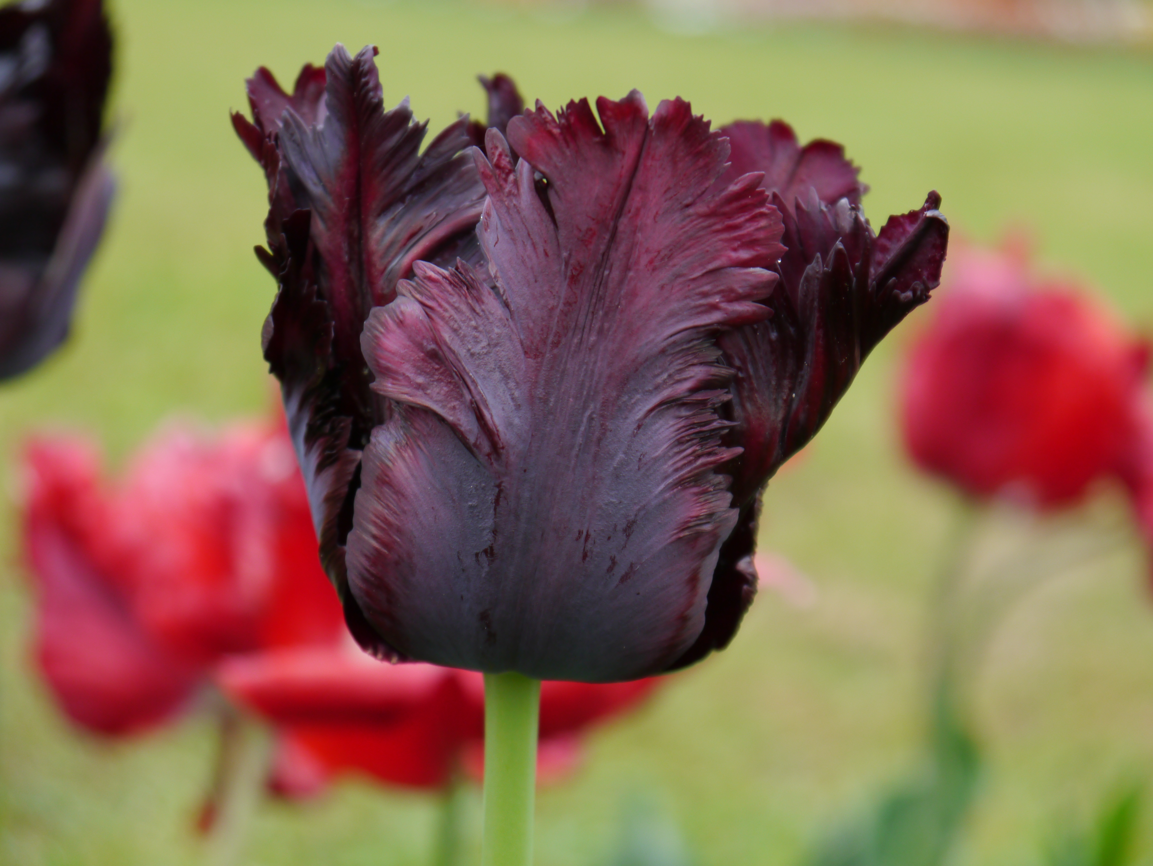 Nahaufnahme einer dunkelvioletten, fast schwarzen Fransen-Tulpe mit strukturierten, gezackten Blütenblättern vor unscharfem roten Tulpenhintergrund