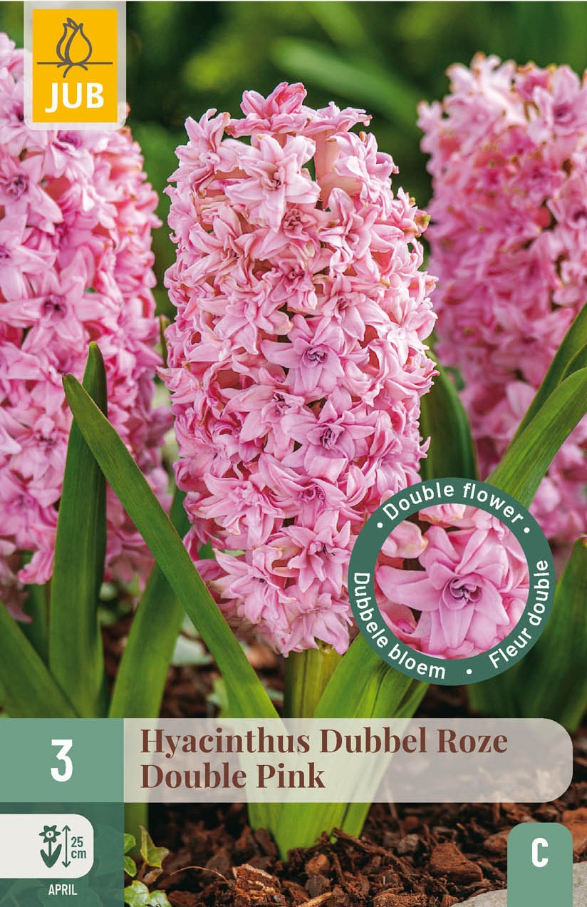 Garten-Hyazinthen Double Pink