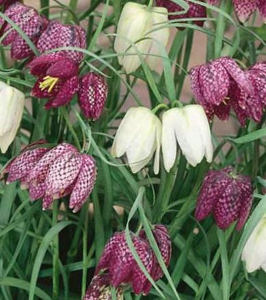 Fritillaria meleagris Schachbrettblume Mischung