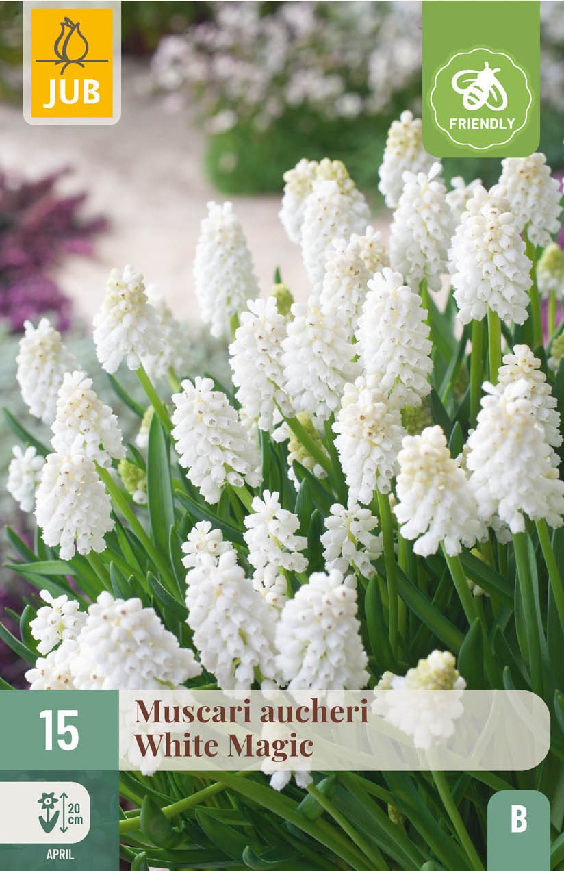 Muscari aucheri White Magic
