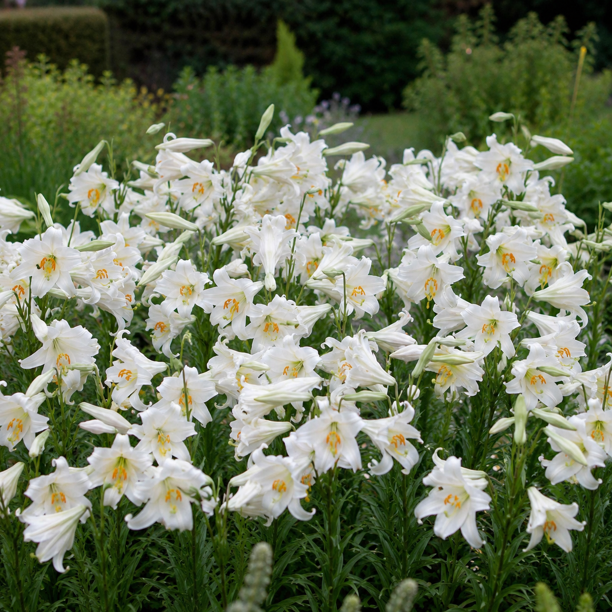 Lilium candidum Madonnenlilie