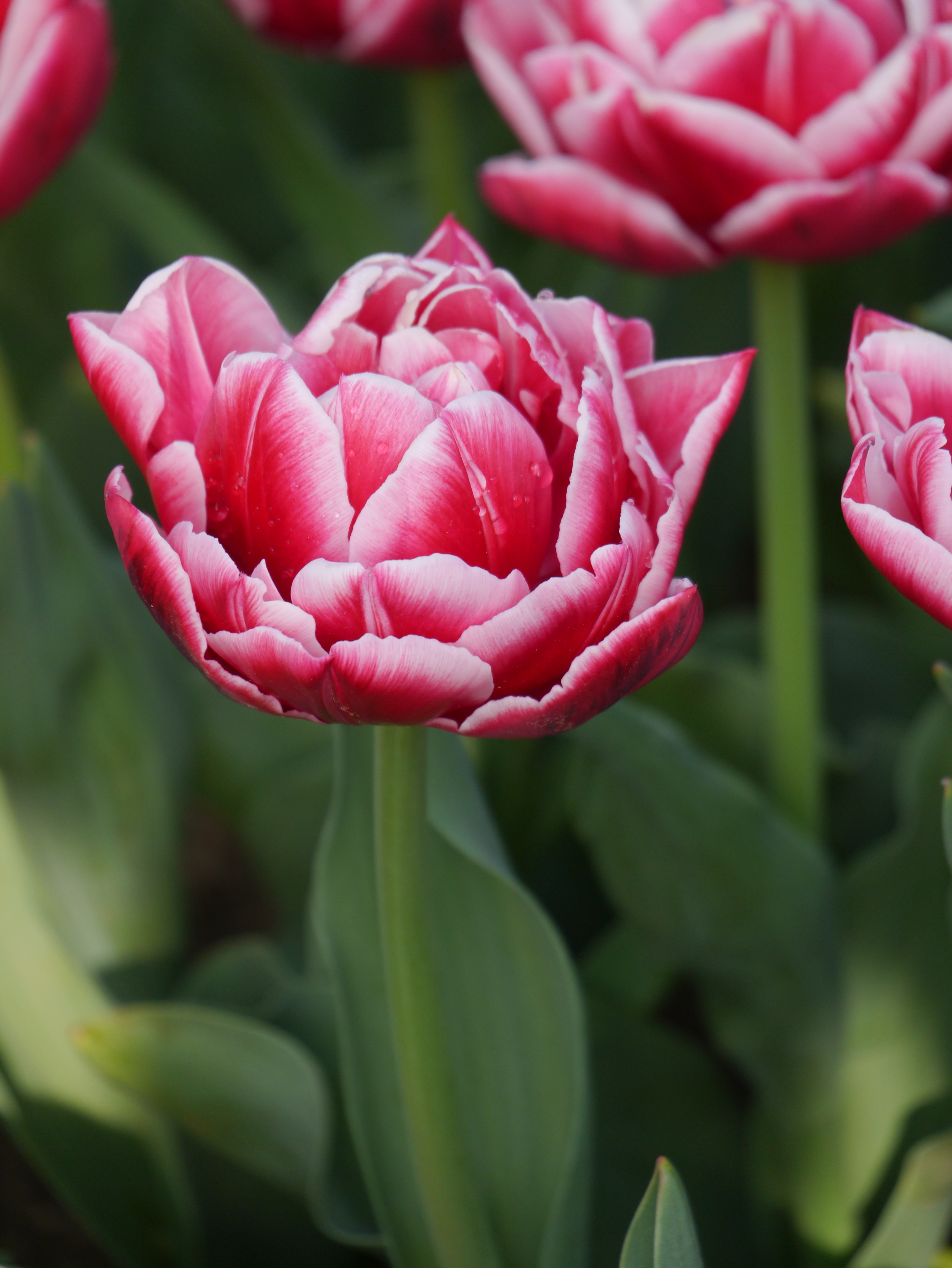 52434_Gef. späte Tulpen Columbus Nahaufnahme einer rosa-weißen, gefüllten Tulpe mit Wassertropfen auf den Blütenblättern, grünem Stängel und Blättern im Hintergrund