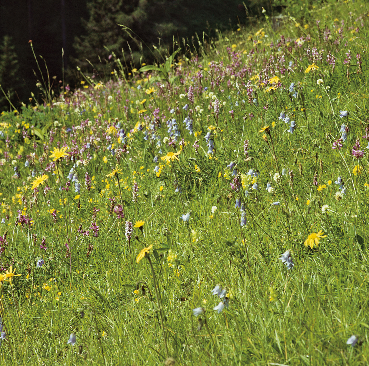 Blumenwiese Veitshöchheimer Mischung