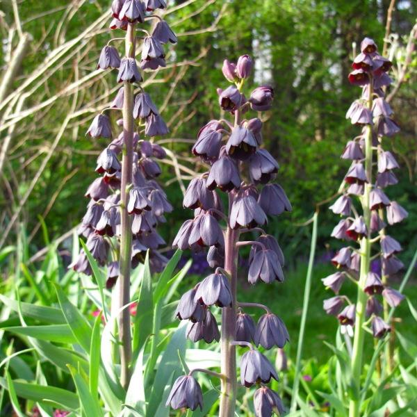 265220_Fritillaria persica Adyiaman_1 Drei hohe Stängel der Persischen Fritillarie (Fritillaria persica) mit dicht angeordneten, dunkelvioletten, glockenförmigen Blüten in einem grünen Garten
