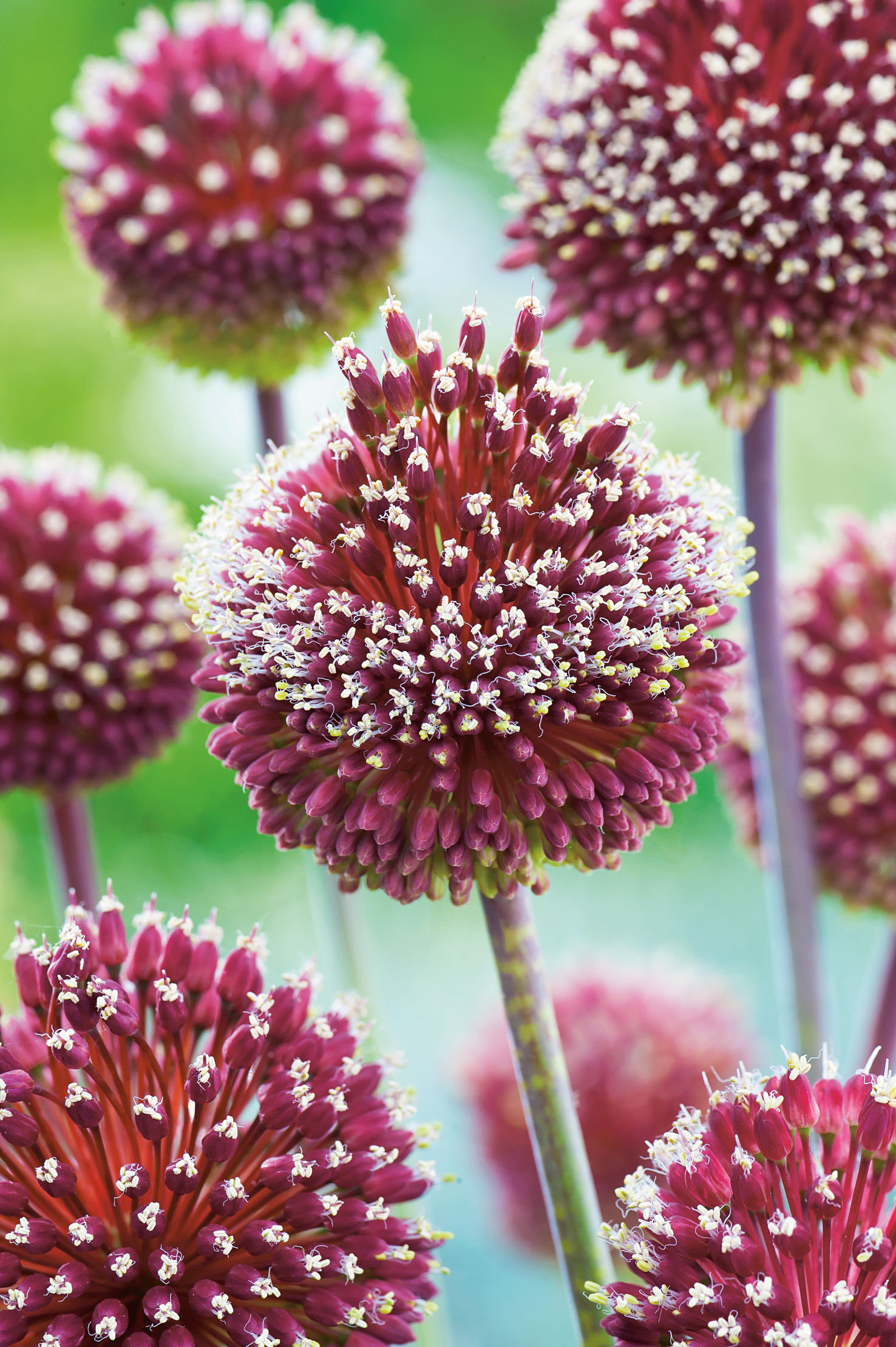 260138_14279841_FM Nahaufnahme violetter Zierlauch-Kugelblüten (Allium) mit kleinen weißen Blüten vor verschwommenem grünem Hintergrund