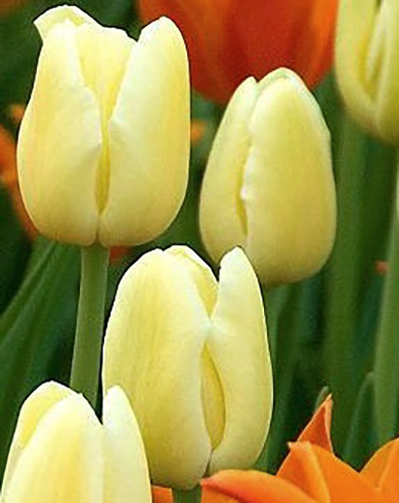 225322_Einf. späte Tulpen City of Vancouv Cremegelbe Tulpenblüten mit grünen Stängeln vor orangefarbenen Tulpen im Hintergrund