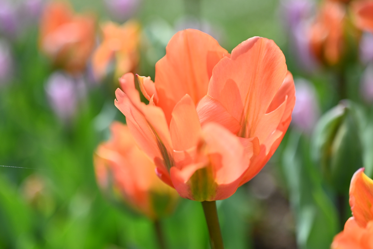 Nahaufnahme einer orangefarbenen Tulpe im Garten, mit unscharfem grünen Hintergrund und weiteren Tulpen