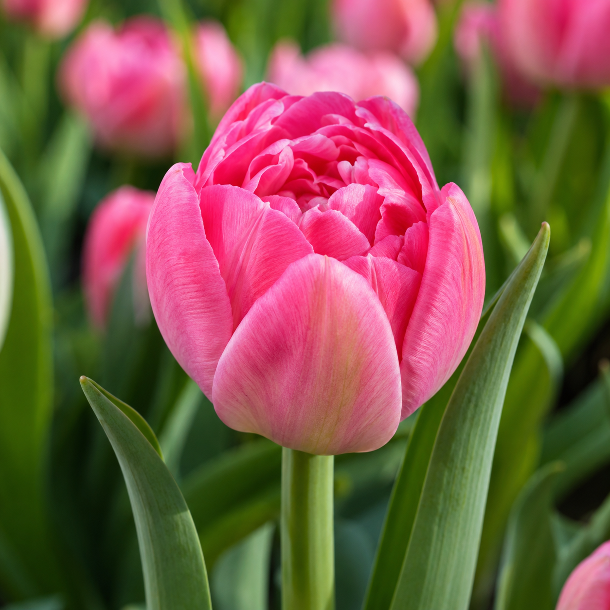 Gefüllte frühe Tulpen Brindisi