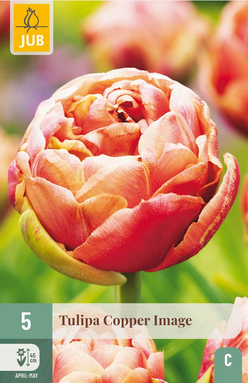 Gefüllte späte Tulpen Copper Image