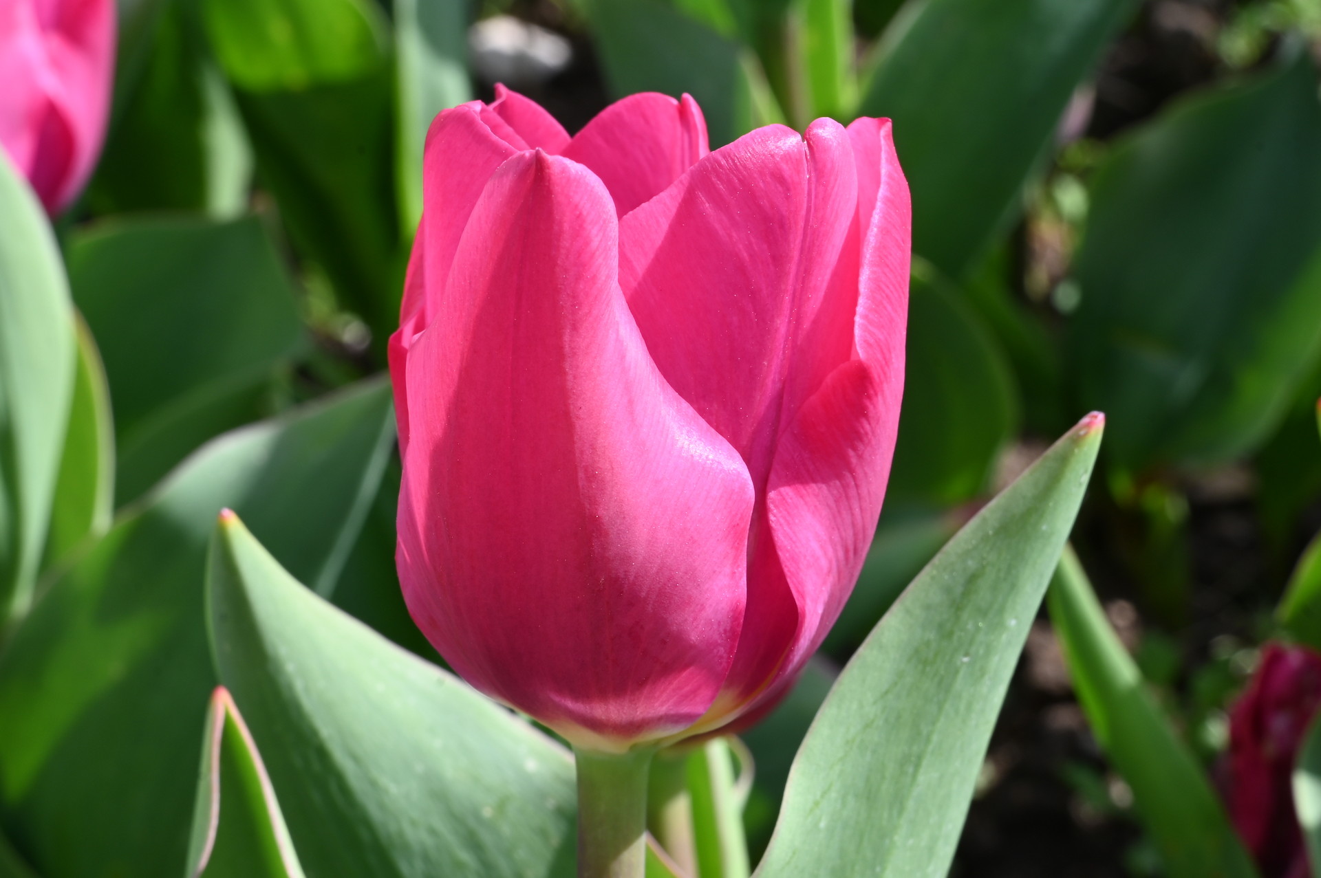 Triumph-Tulpen Pink Ardour