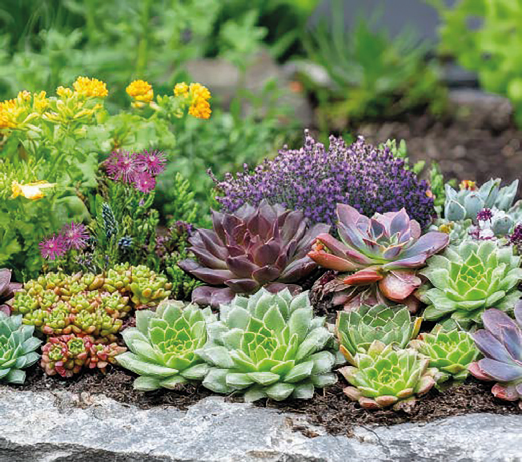 Extensive Dachbegrünung Hauswurzmischung