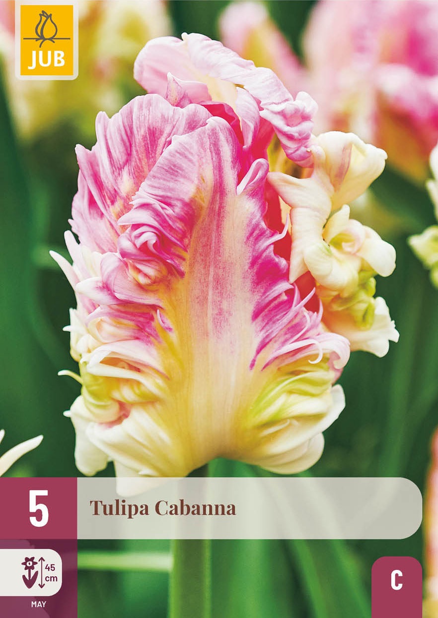 Papagei-Tulpen Cabanna