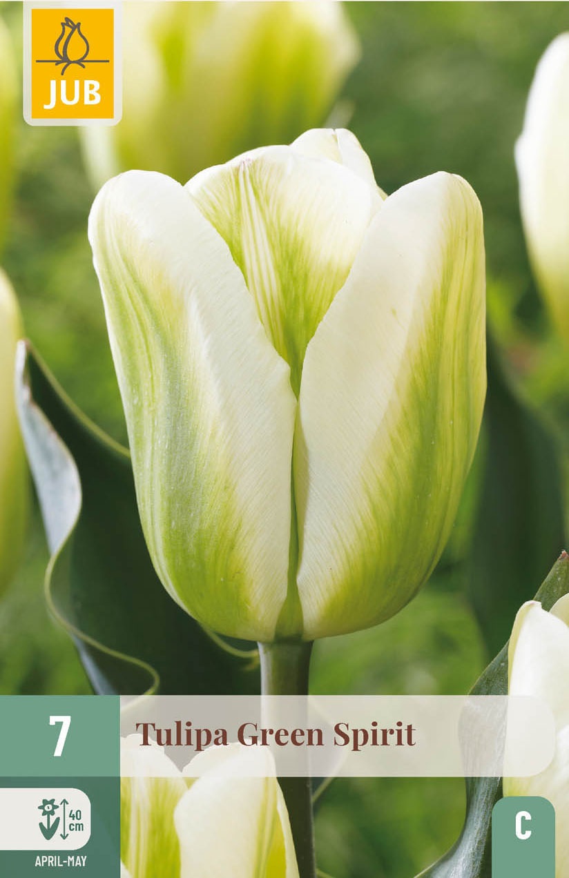 Viridiflora-Tulpen Green Spirit