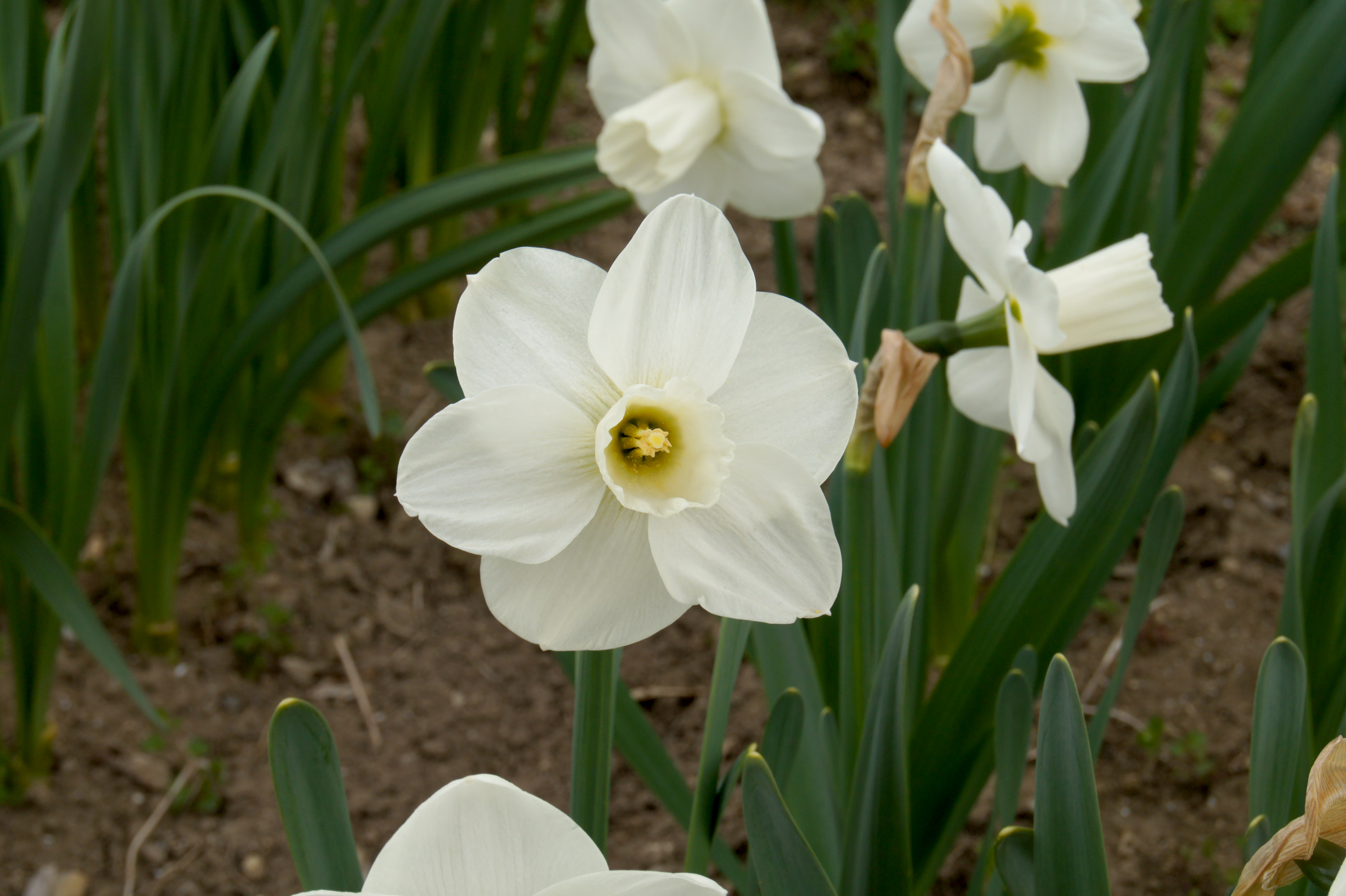 Nahaufnahme einer weißen Narzissenblüte mit gelbem Zentrum und grünen Blättern im Beet