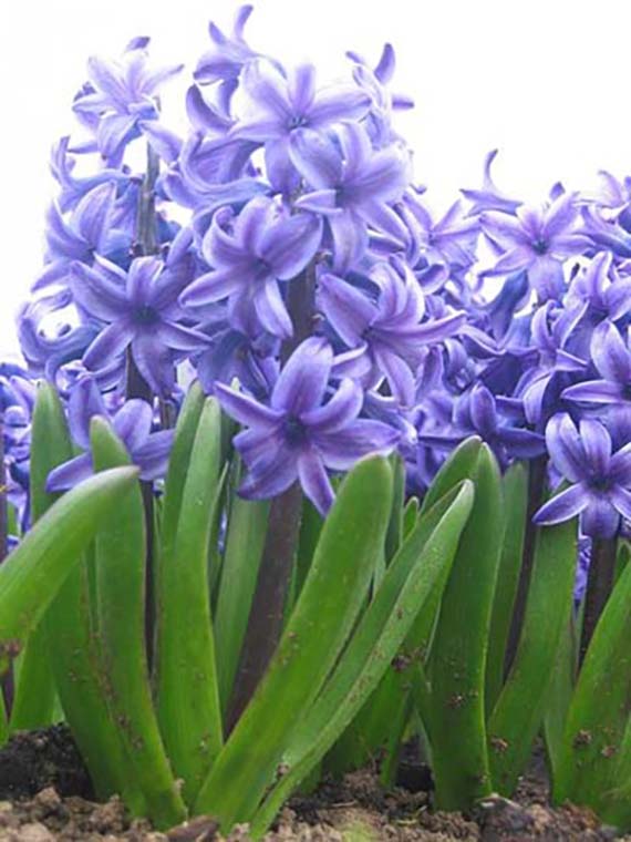 Multiflora-Hyazinthen Blau