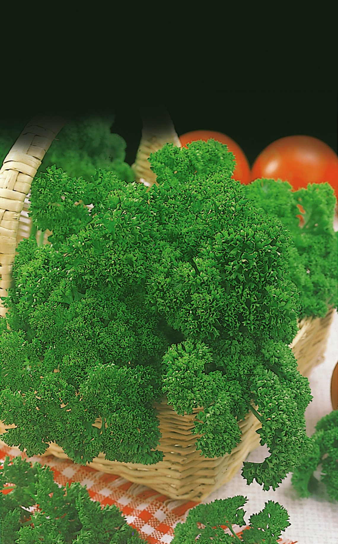 Petersilie Mooskrause 2