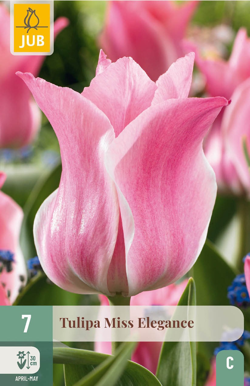 Triumph-Tulpen Miss Elegance