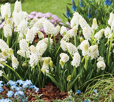 Muscari aucheri White Magic