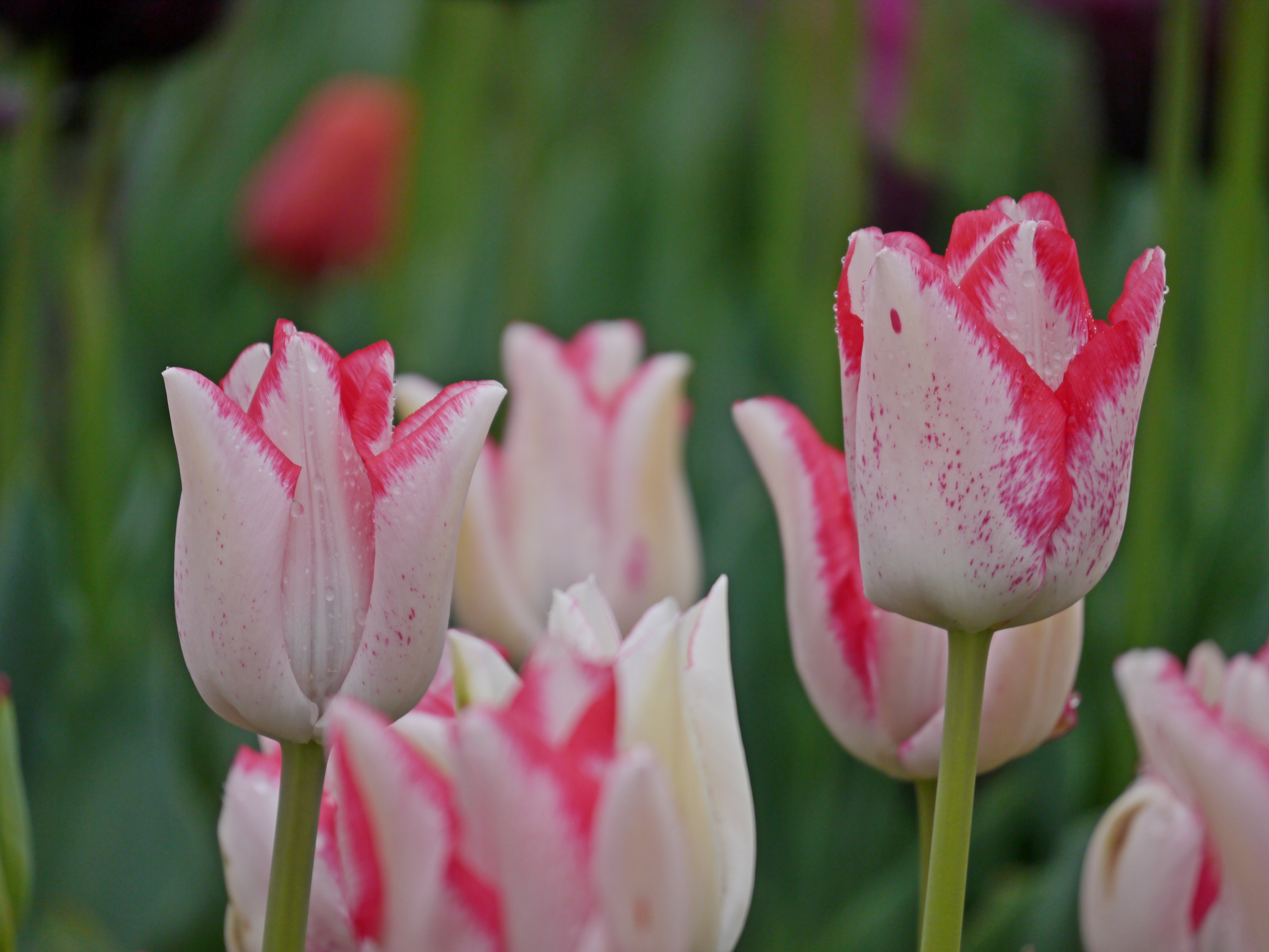 224462_Triumph-Tulpen Beauty Trend_1 Nahaufnahme weiß-rosa Tulpen mit roten Kanten und Wassertropfen im Blumenbeet, unscharfer grüner Hintergrund