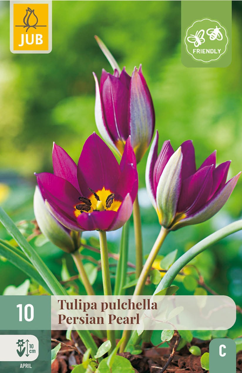 Tulipa pulchella Persian Pearl