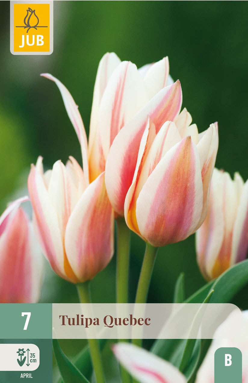 Greigii-Tulpen Quebec