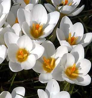 Crocus chrysanthus Ard Schenk