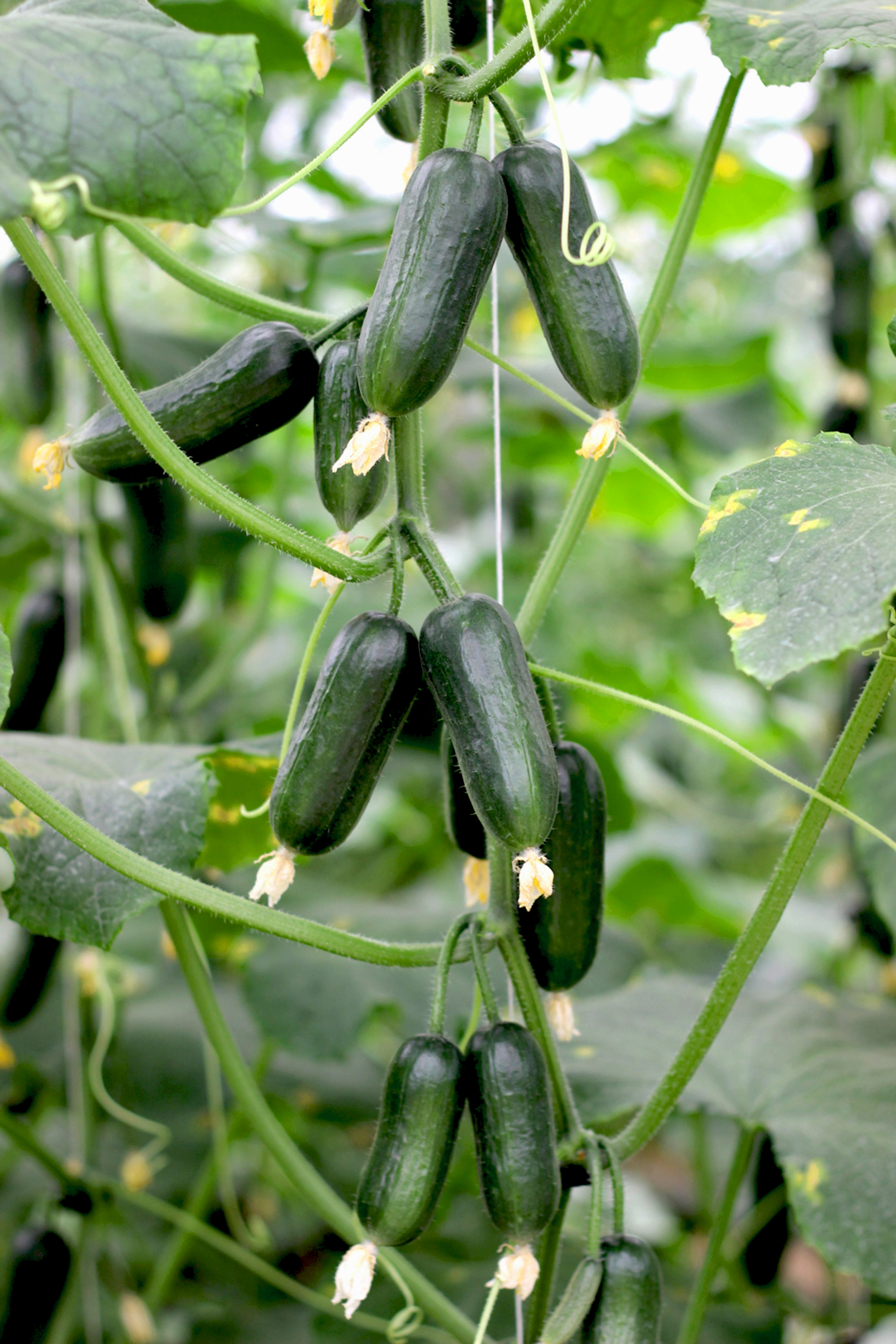 Ampelgurken Hopeline F1