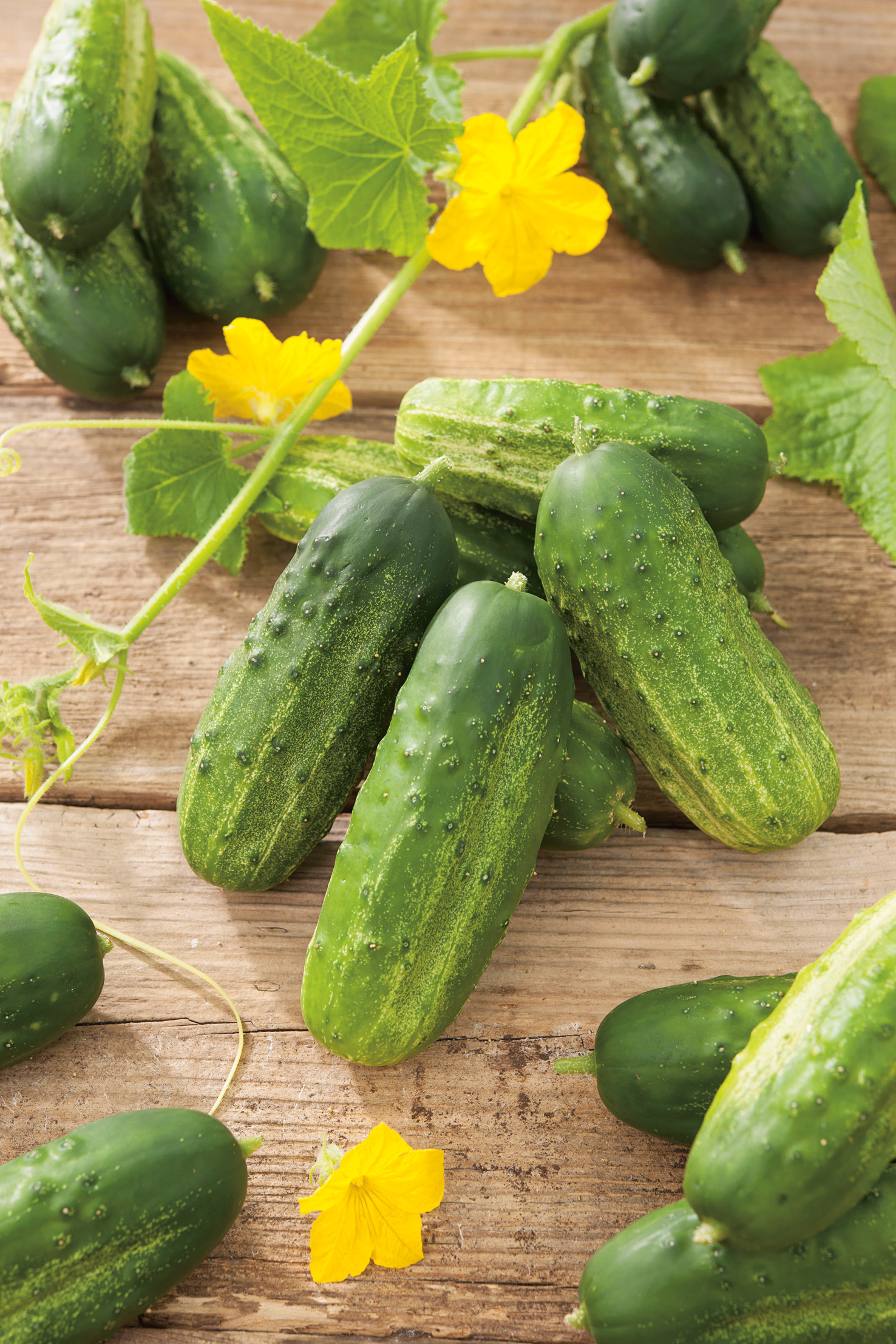 Einlegegurken Diamant F1