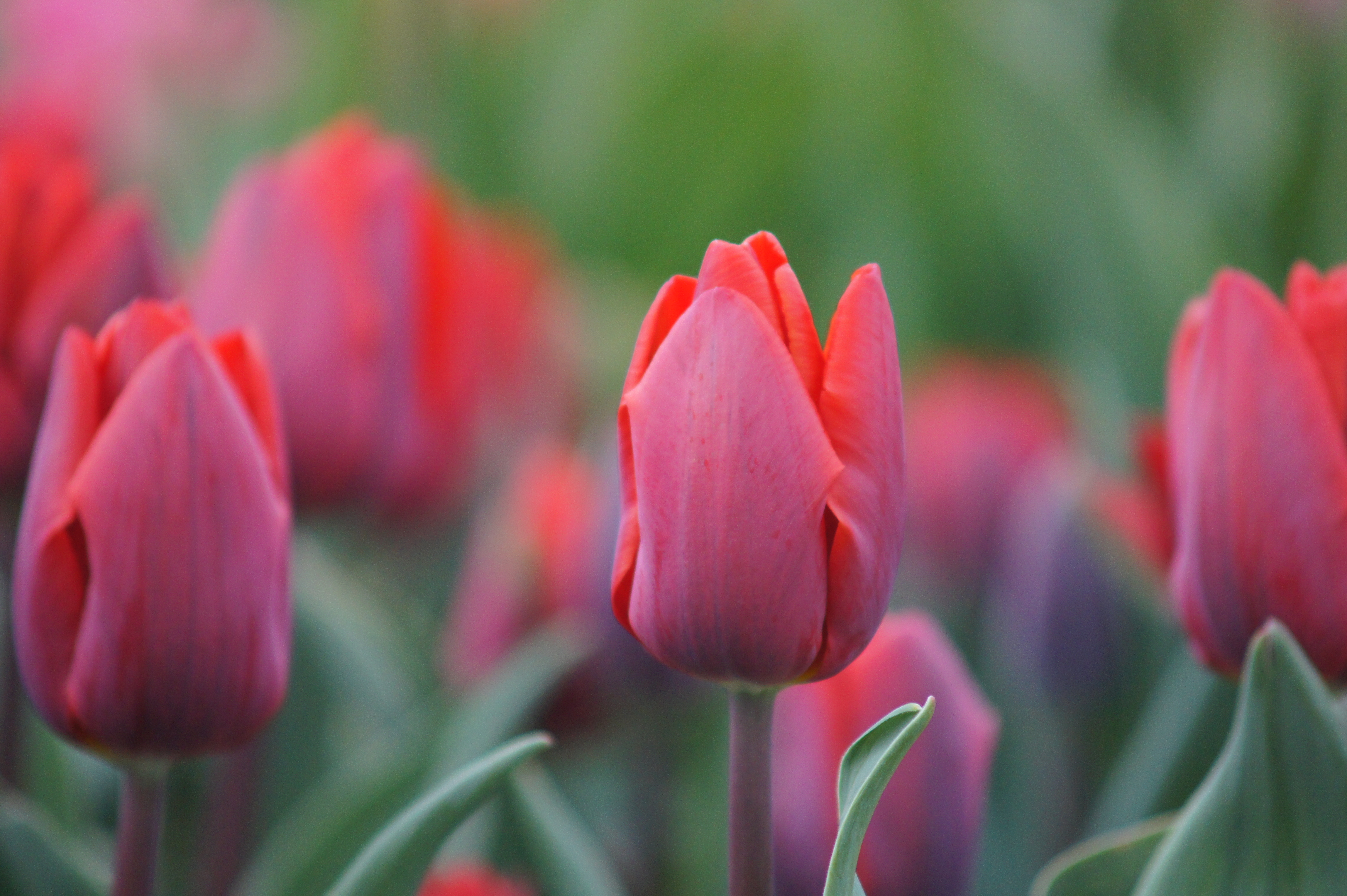 Nahaufnahme einer roten Tulpe mit unscharfem Hintergrund und weiteren Tulpen, Frühlingsmotiv für Garten, Dekoration oder Blumenstrauß