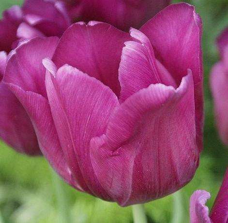 Barcelona I Nahaufnahme einer violett-lilanen Tulpe mit geöffneten Blütenblättern vor unscharfem grünem Hintergrund