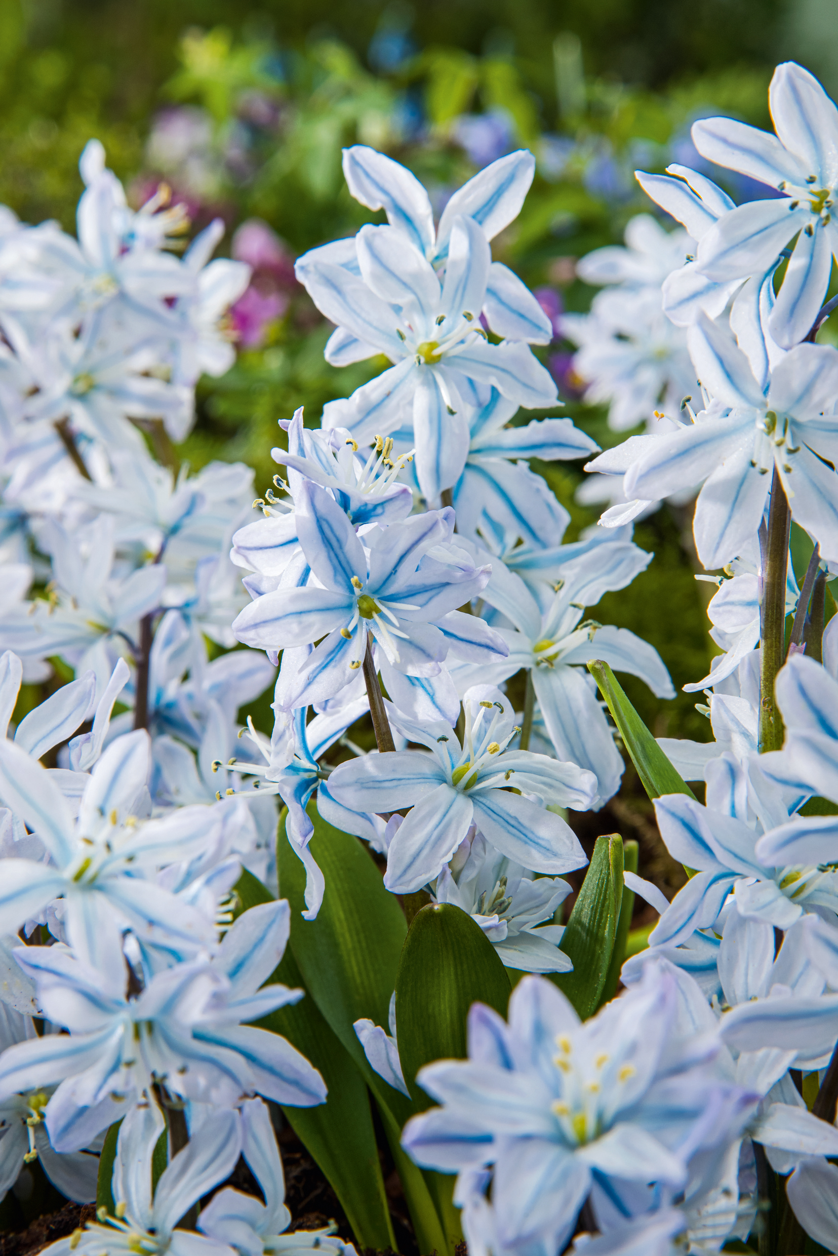 265368_Scilla_mischtschenkoana Nahaufnahme: hellblaue, weiß gestreifte Puschkinien (Sternblumen) mit grünen Blättern im Beet