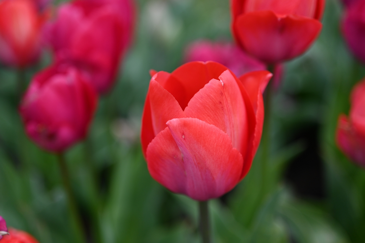 Darwin-Hybrid-Tulpen Lady van Eijk