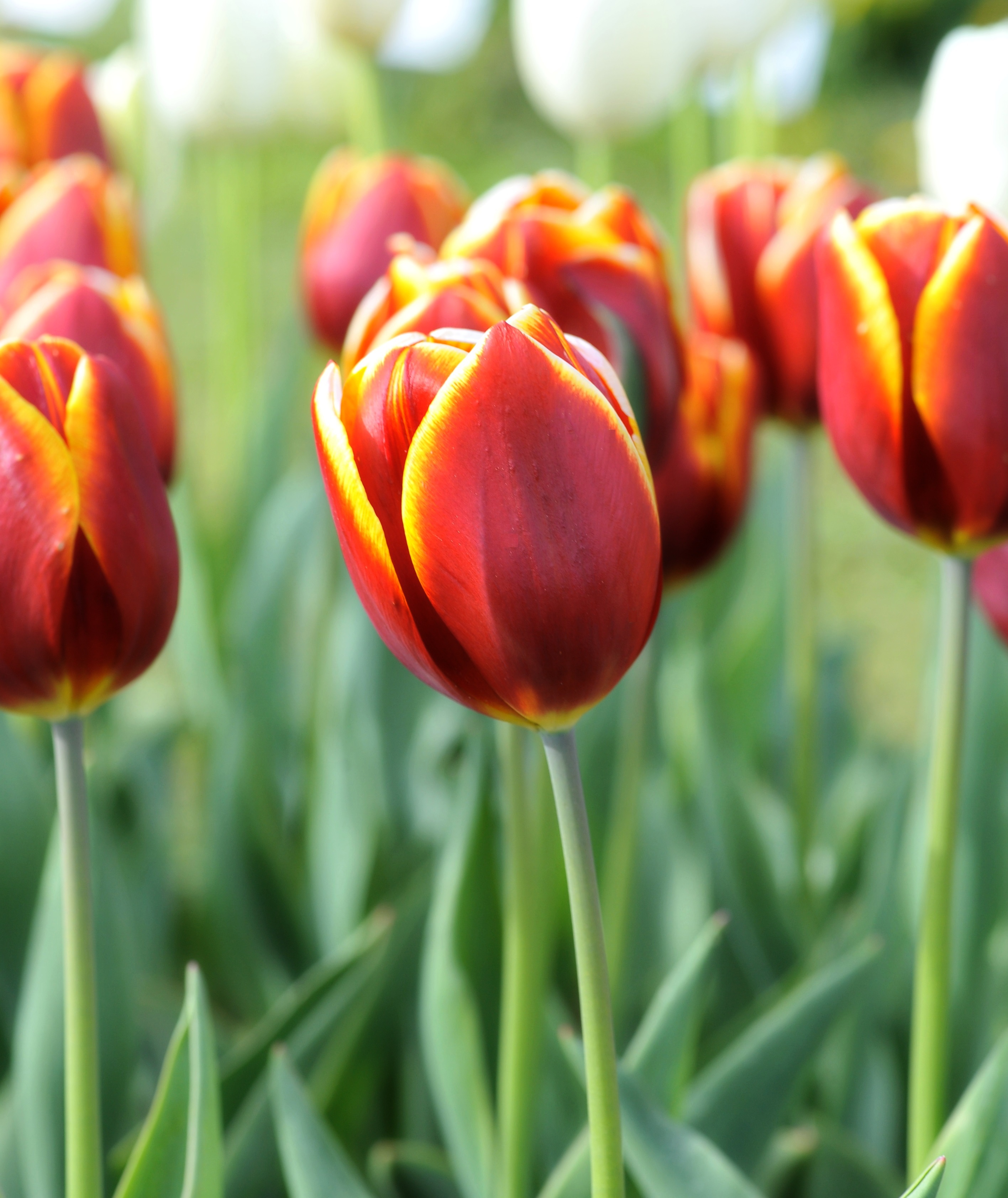 223381_Triumph-Tulpen Uppsala Nahaufnahme von rot-gelben Tulpen im Blumenbeet, einzelne Blüte im Fokus, grüne Blätter im unscharfen Hintergrund