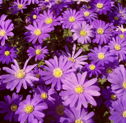 260917_Anemonen blanda Violet Star Violette Blüten der Anemone blanda mit gelben Zentren, dichter Blütenteppich im Garten