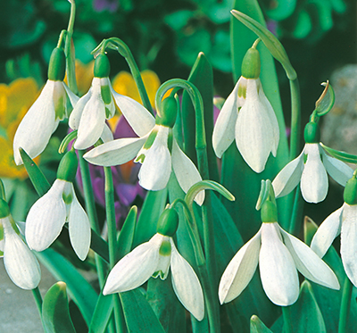 Galanthus elwesii