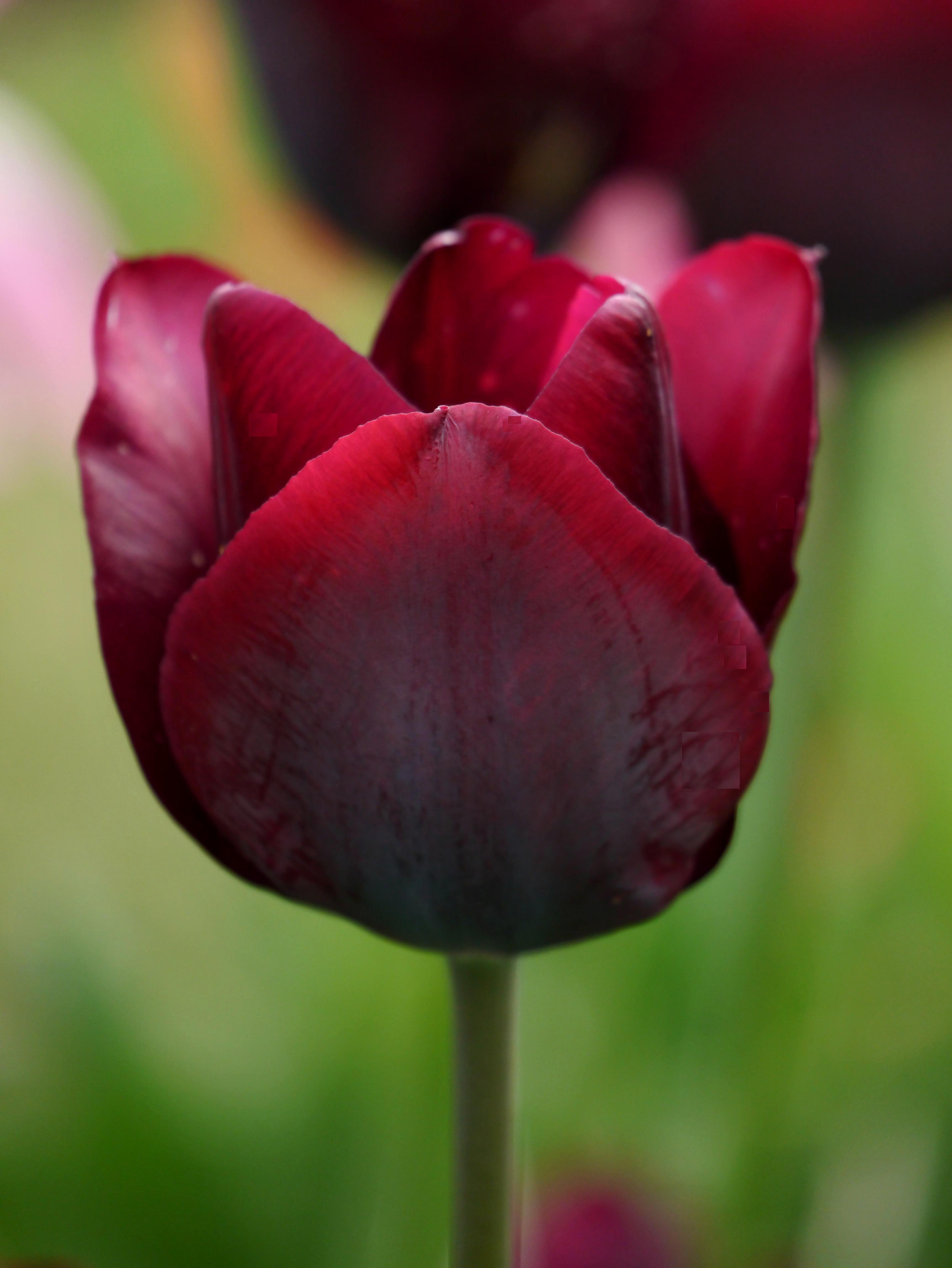 223362_Triumph-Tulpen Ronaldo Nahaufnahme einer dunkelroten Tulpe mit samtigen Blütenblättern und sichtbarem Stiel, unscharfer grüner Hintergrund