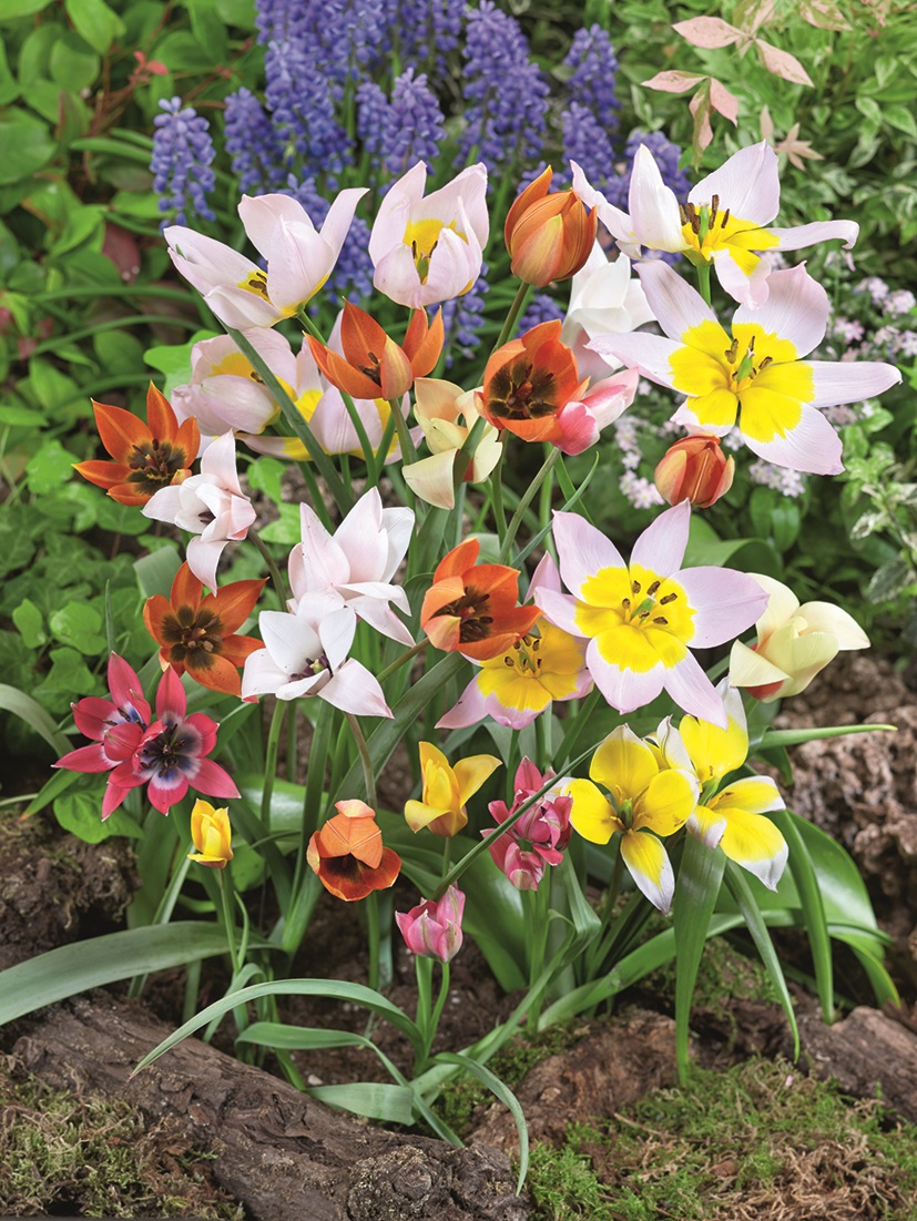 23001_Wildtulpen Mix Frühlingsbeet mit einer bunten Mischung kleinblütiger Tulpen in Rosa, Gelb und Orange vor blau-violetten Traubenhyazinthen