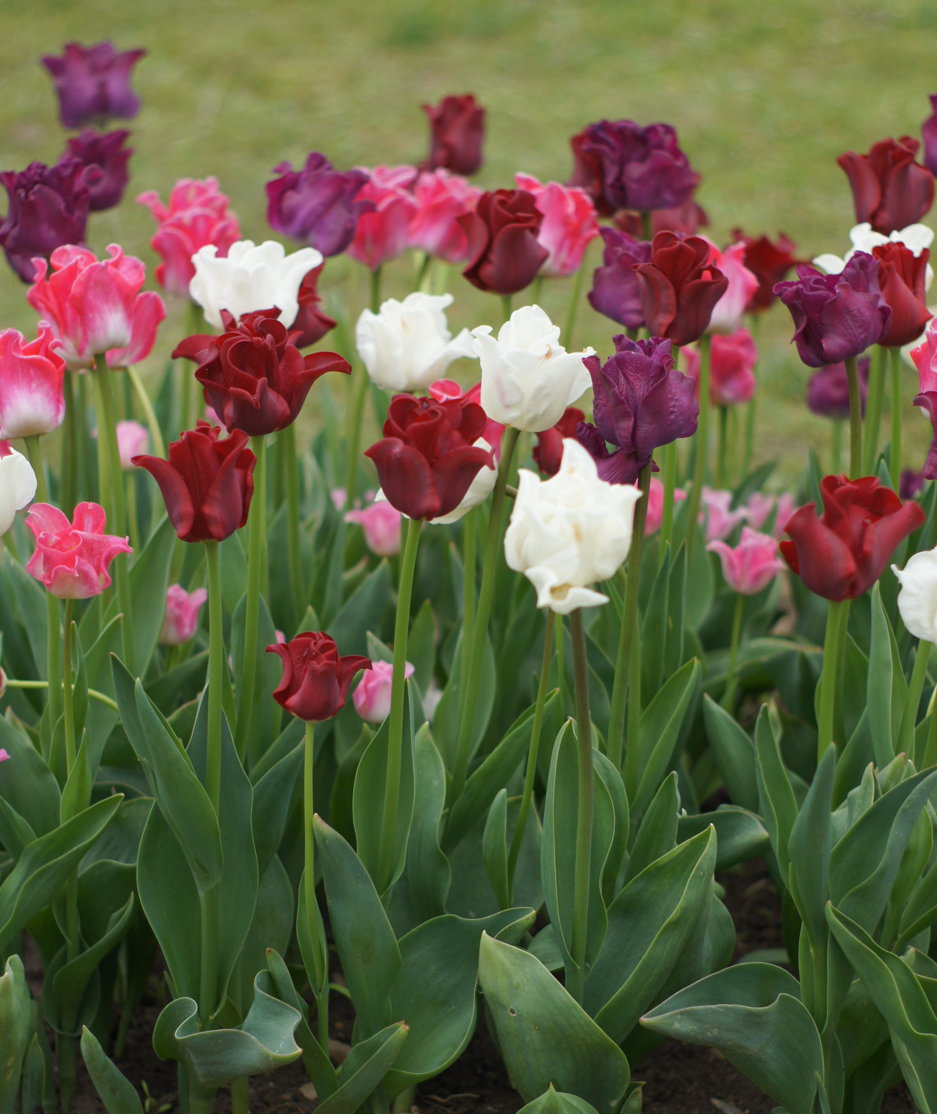 Tulpen-Mischung Crowned Heads