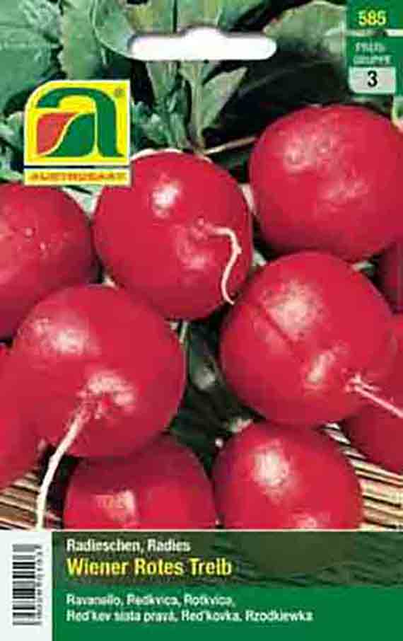 Radies Wiener Rotes Treib