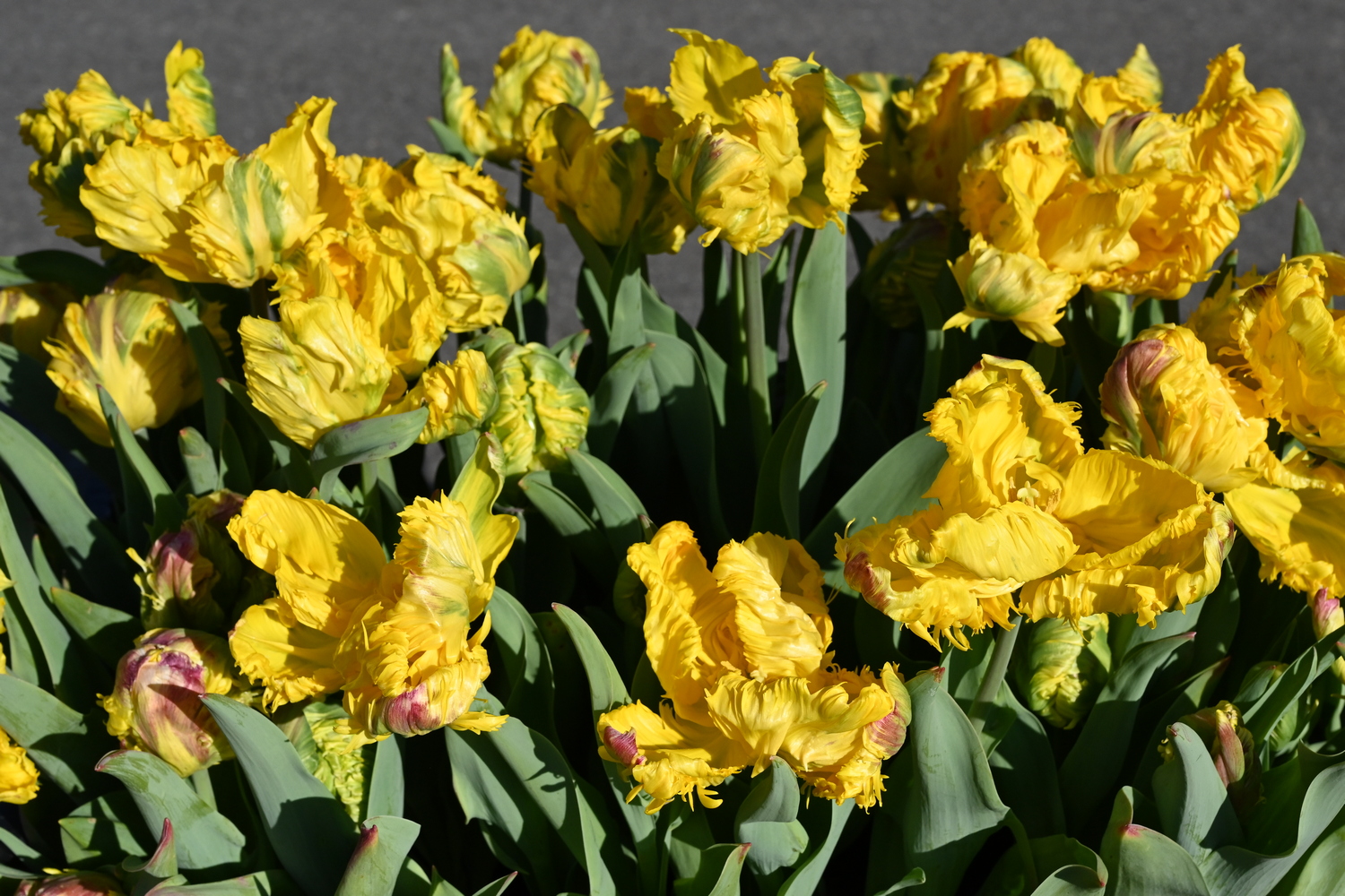 Nahaufnahme gefranster gelber Papagei-Tulpen in voller Blüte mit grünen Blättern