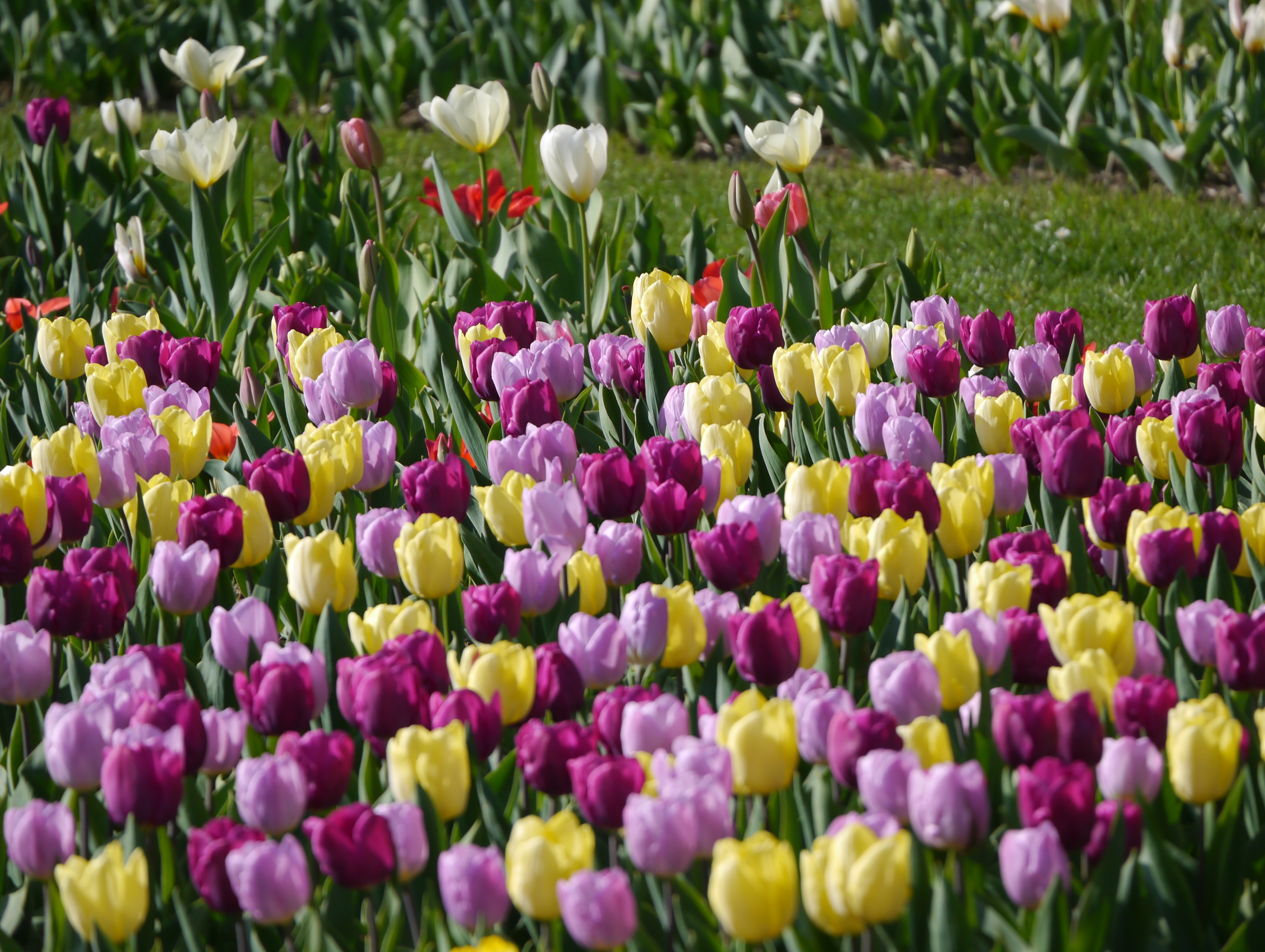 Einfache frühe Tulpen Neon Mix