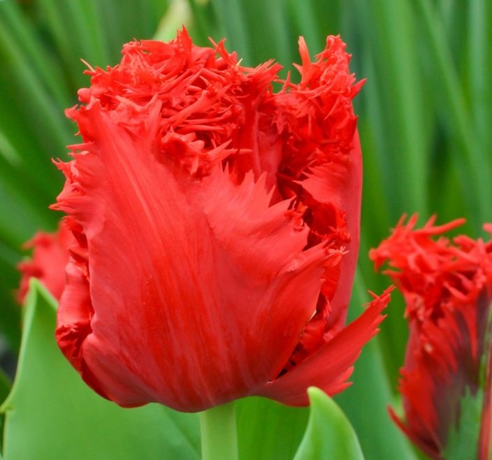 239202_Crispa-Tulpen Indiana_1 Nahaufnahme einer roten gefransten Tulpe mit grünen Blättern im Hintergrund