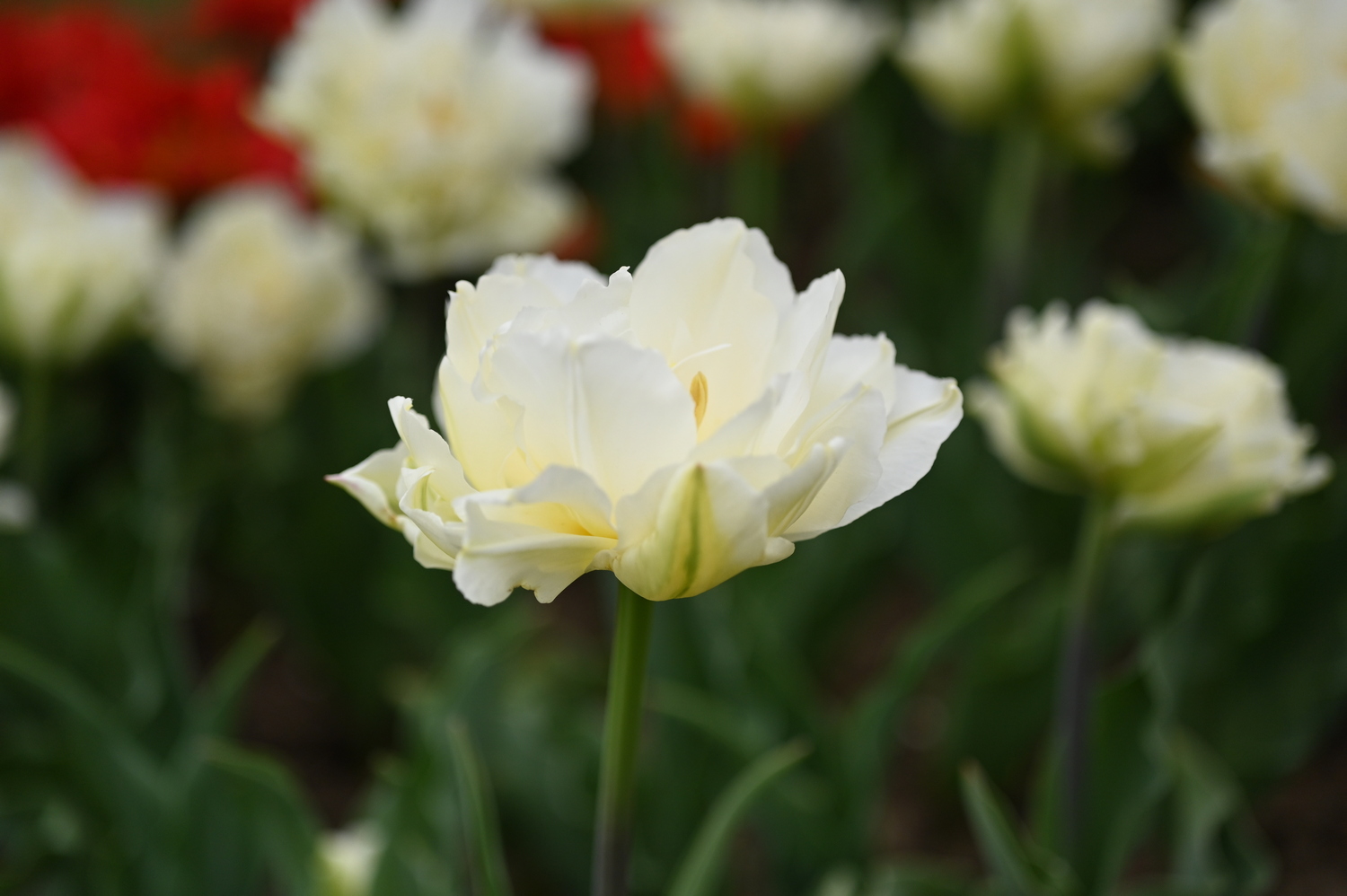 222452_North_Cap Nahaufnahme einer weißen, gefüllten Pfingstrosen-Tulpe im Garten mit unscharfem grünem Hintergrund und roten Farbakzenten
