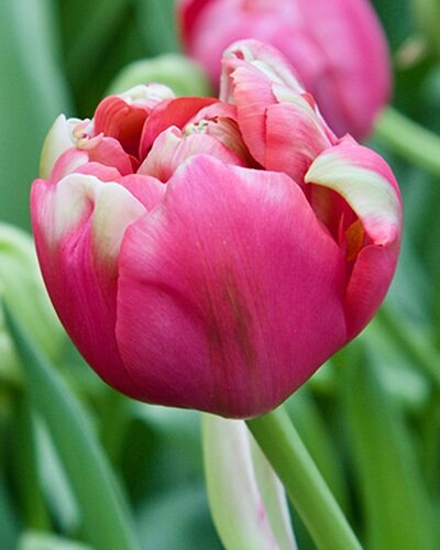 222552_Gef. späte Tulpen Renown Unique_1 Nahaufnahme einer rosa gefüllten Tulpenblüte mit zarten hellen Akzenten und grünem Stiel vor unscharfem Blattwerk