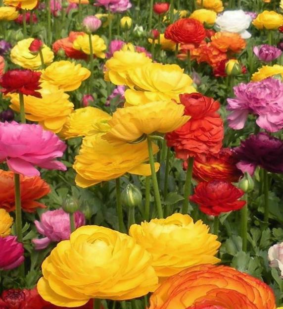 Nahaufnahme eines Beets mit bunten Ranunkeln in Gelb, Rot, Orange und Pink, mehrschichtige Blütenköpfe auf grünen Stielen